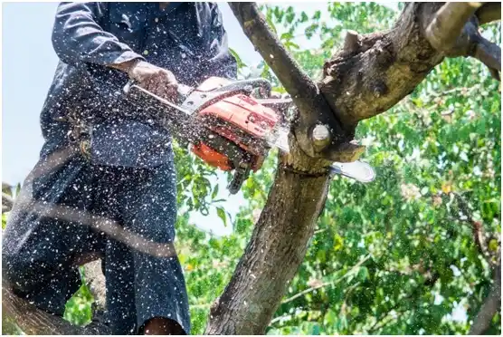 tree services Nokesville